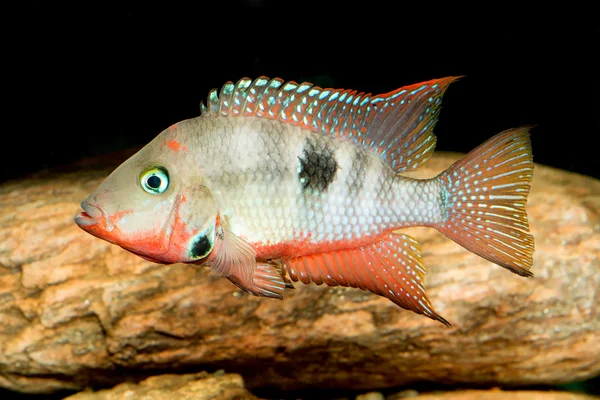 Cichlid ryba — Stock fotografie