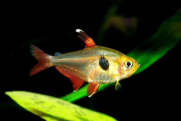 Tetra fisk — Stockfoto