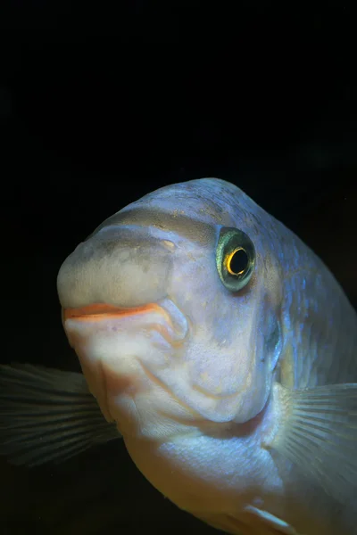 Labeotropheus 魚 — ストック写真