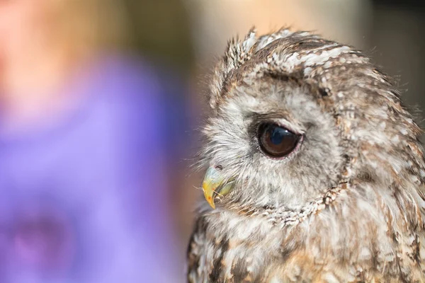 フクロウの肖像画 — ストック写真