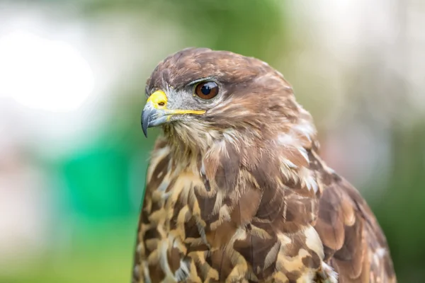 Buzzard retrato — Fotografia de Stock