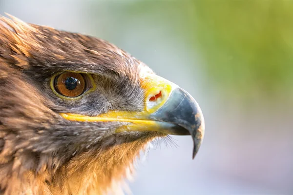 Retrato de uma águia — Fotografia de Stock
