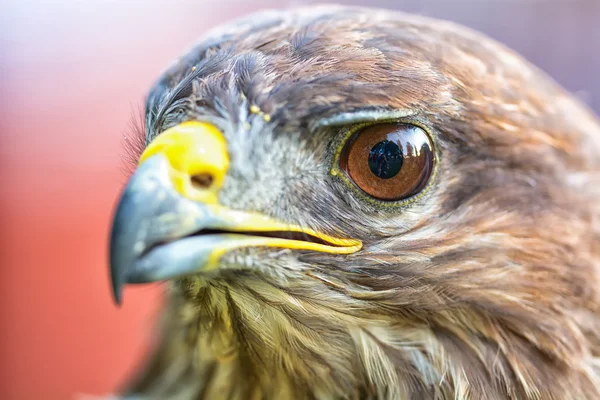 Retrato de un águila — Foto de Stock