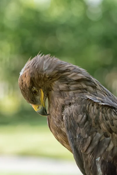 鷲の肖像 — ストック写真