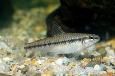 Characid balık