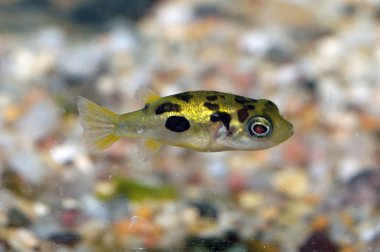 Tetraodon balık
