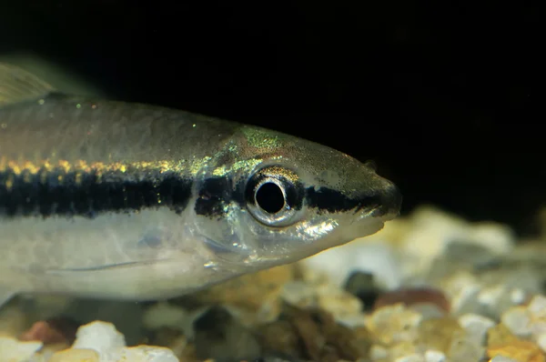 Retrato de peixe farpado — Fotografia de Stock