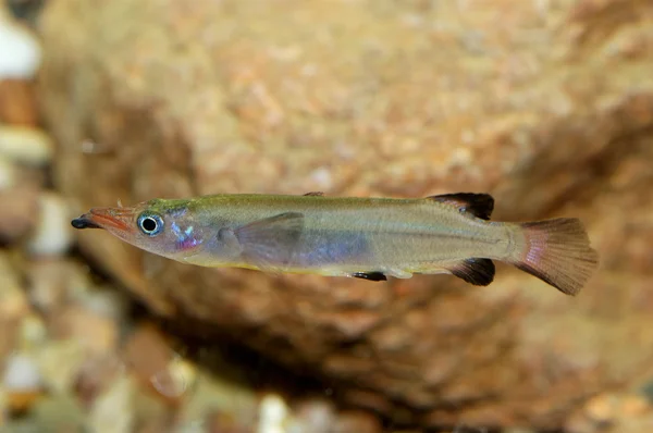 Nomorhamphus ryb — Zdjęcie stockowe