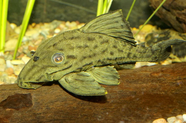 Suckermouth pescado — Foto de Stock