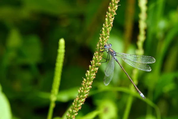 蜻蜓停在草地上 — 图库照片