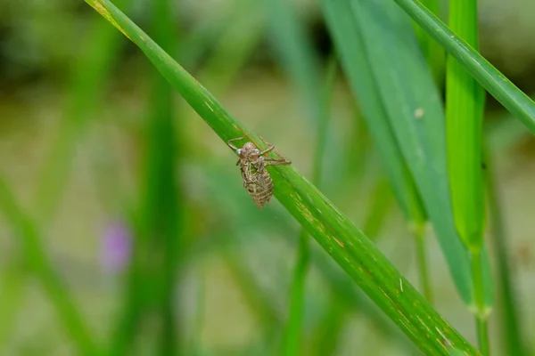 Dragonfly larve — Stockfoto