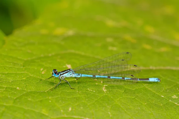 Libélula azul —  Fotos de Stock