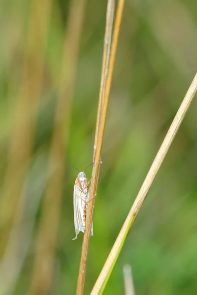 Vlinder aan een sprietje gras — Stockfoto