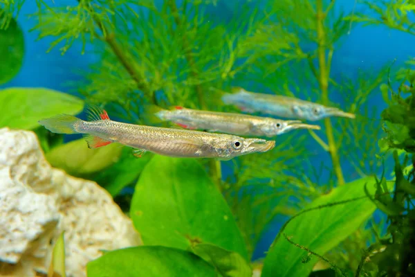 Nomorhaphus 魚 — ストック写真