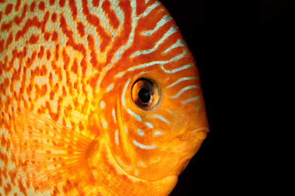 Discus fish — Stock Photo, Image