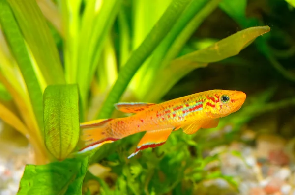 Killifish — Foto Stock