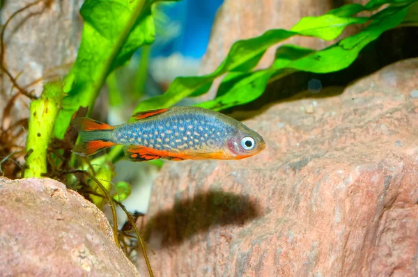 Peixes da galáxia — Fotografia de Stock