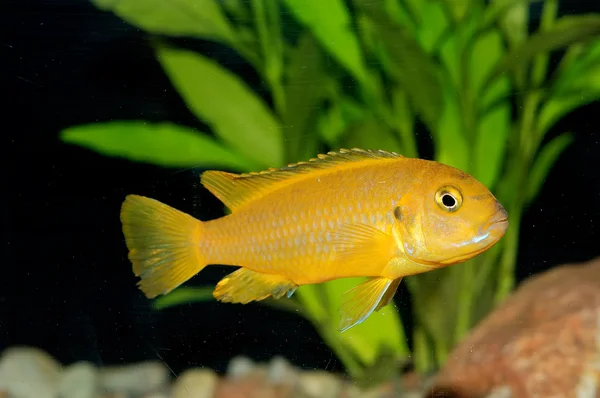 Cichlid ryba — Stock fotografie