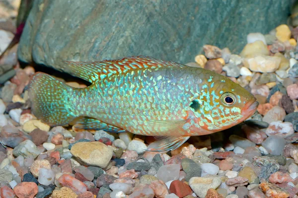 Peixes da espécie hemichromis — Fotografia de Stock