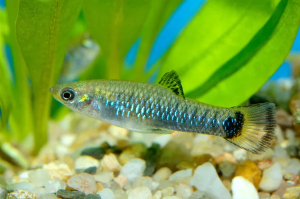 Poecilia fisk — Stockfoto