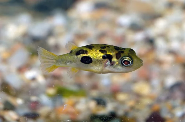 Tetraodon balık