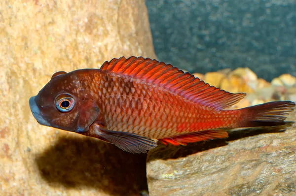 Tropheus hal — Stock Fotó