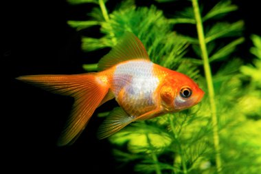 Beyaz turuncu goldfish