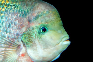 Portrait of cichlid fish clipart
