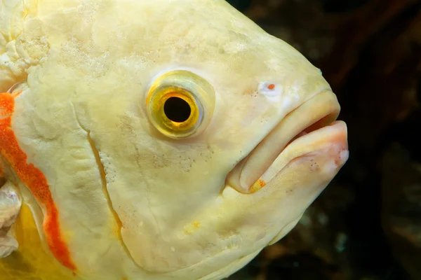 Portret van cichlid vis — Stockfoto