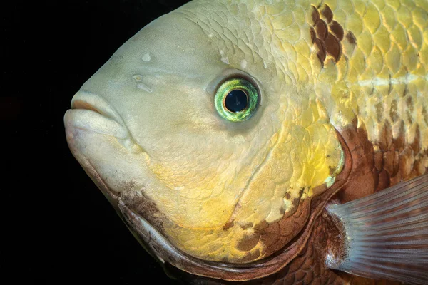 Retrato de peixe ciclídeo — Fotografia de Stock