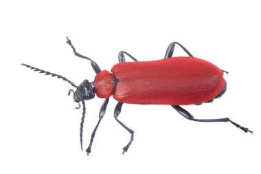 Kırmızı beetle