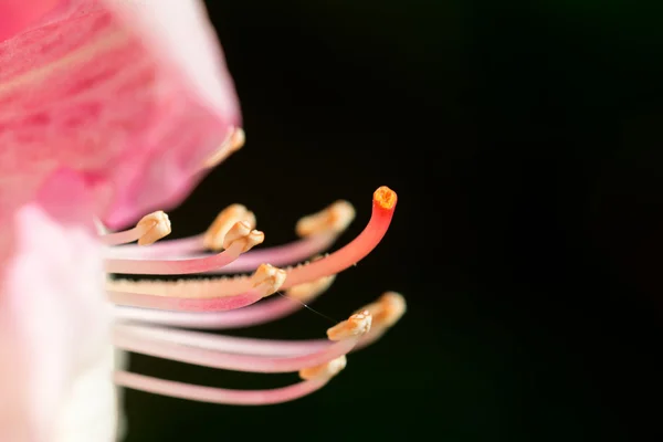 Parte di fiore — Foto Stock