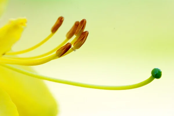 Part of flower — Stock Photo, Image