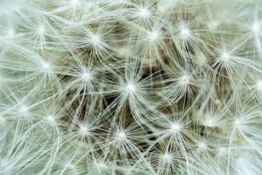 Çiçekli karahindiba detay