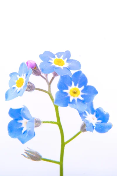 Blue flower — Stock Photo, Image