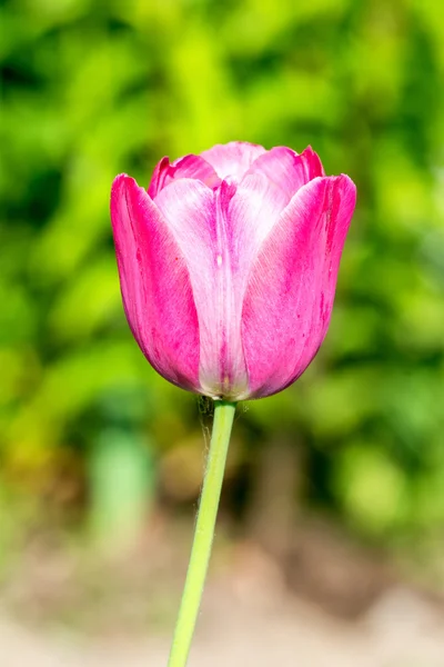 Růžová Tulipán — Stock fotografie