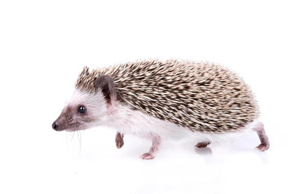 Igel — Stockfoto