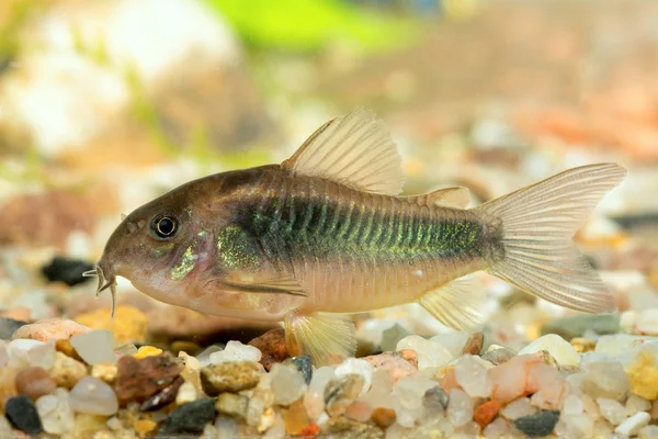 Corydoras fisk — Stockfoto