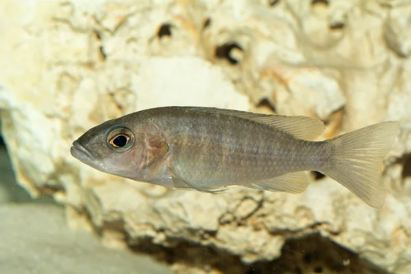 Самка цихлидной рыбы — стоковое фото