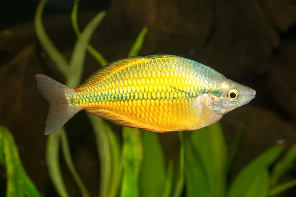 Peces arco iris — Foto de Stock