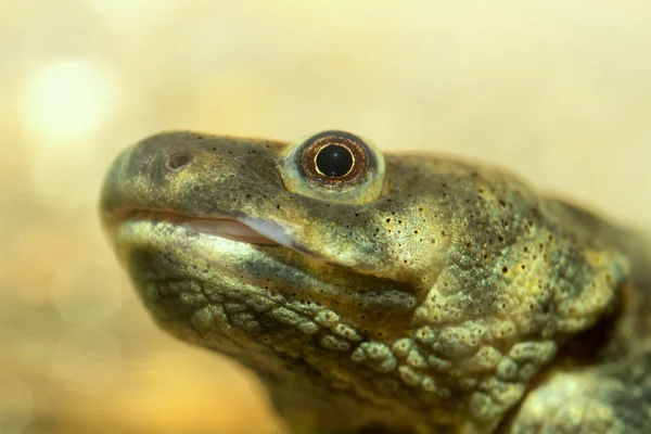 Kopfsalamander — Stockfoto