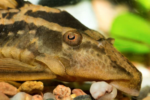 Head of suckermouthfish — ストック写真