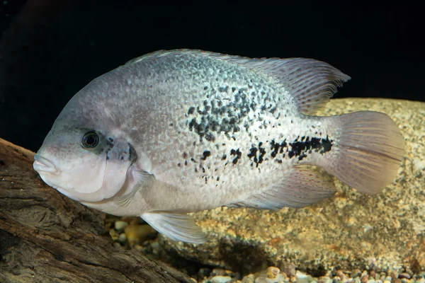 Рыбы-цихлиды — стоковое фото