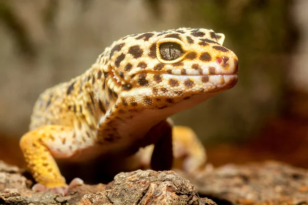 Retrato de Gecko — Foto de Stock