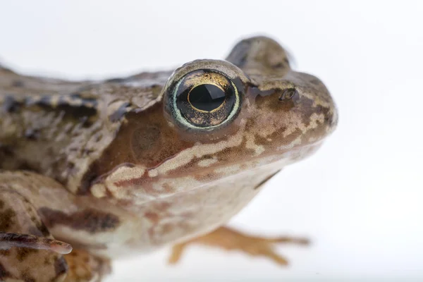 Detail des Froschkopfes — Stockfoto