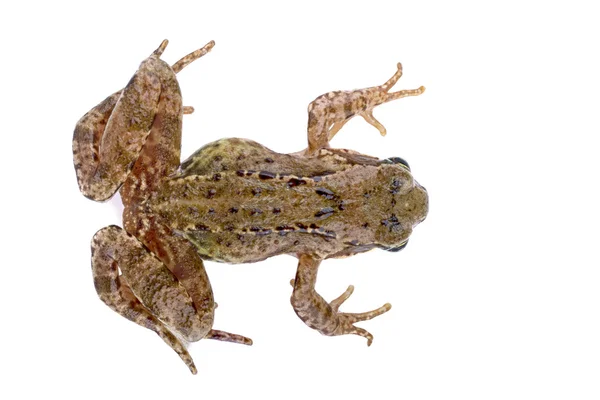 Brauner Frosch — Stockfoto