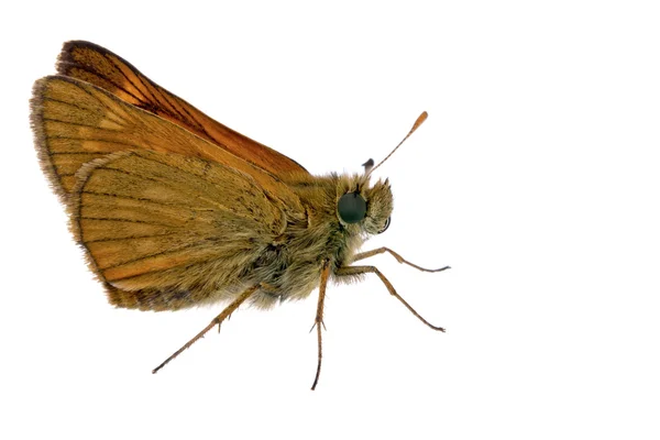 Borboleta castanha — Fotografia de Stock