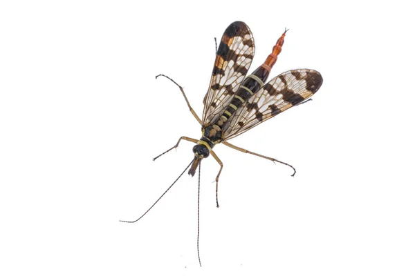 Scorpion Fly na bílém pozadí — Stock fotografie