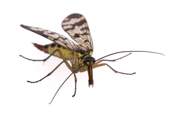 Skorpion fliegen auf weißem Hintergrund — Stockfoto