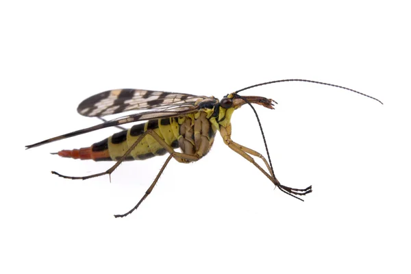 Scorpion Fly op witte achtergrond — Stockfoto